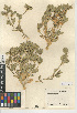  (Stillingia spinulosa - CCDB-24941-A03)  @11 [ ] CreativeCommons - Attribution Non-Commercial Share-Alike (2015) SDNHM San Diego Natural History Museum