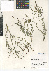  (Stillingia - CCDB-24941-B03)  @11 [ ] CreativeCommons - Attribution Non-Commercial Share-Alike (2015) SDNHM San Diego Natural History Museum
