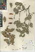  (Quercus agrifolia var. agrifolia - CCDB-24943-C02)  @11 [ ] CreativeCommons - Attribution Non-Commercial Share-Alike (2015) SDNHM San Diego Natural History Museum