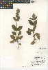  (Stachys ajugoides - CCDB-24944-B05)  @11 [ ] CreativeCommons - Attribution Non-Commercial Share-Alike (2015) SDNHM San Diego Natural History Museum