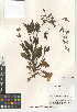 (Stachys rigida var. rigida - CCDB-24944-G06)  @11 [ ] CreativeCommons - Attribution Non-Commercial Share-Alike (2015) SDNHM San Diego Natural History Museum