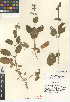  (Stachys rigida - CCDB-24944-H06)  @11 [ ] CreativeCommons - Attribution Non-Commercial Share-Alike (2015) SDNHM San Diego Natural History Museum