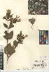  (Mirabilis multiflora var. pubescens - CCDB-24945-B09)  @11 [ ] CreativeCommons - Attribution Non-Commercial Share-Alike (2015) SDNHM San Diego Natural History Museum