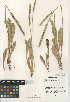  (Plantago rhodosperma - CCDB-24947-E09)  @11 [ ] CreativeCommons - Attribution Non-Commercial Share-Alike (2015) SDNHM San Diego Natural History Museum