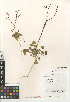  (Eriogonum clavatum - CCDB-24948-A09)  @11 [ ] CreativeCommons - Attribution Non-Commercial Share-Alike (2015) SDNHM San Diego Natural History Museum