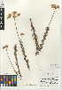  (Eriogonum fasciculatum var. foliolosum - CCDB-24948-A10)  @11 [ ] CreativeCommons - Attribution Non-Commercial Share-Alike (2015) SDNHM San Diego Natural History Museum