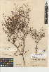  (Eriogonum evanidum - CCDB-24948-C10)  @11 [ ] CreativeCommons - Attribution Non-Commercial Share-Alike (2015) SDNHM San Diego Natural History Museum