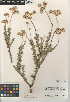  (Eriogonum fasciculatum var. polifolium - CCDB-24948-H11)  @11 [ ] CreativeCommons - Attribution Non-Commercial Share-Alike (2015) SDNHM San Diego Natural History Museum