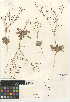  (Eriogonum thurberi - CCDB-24949-E01)  @11 [ ] CreativeCommons - Attribution Non-Commercial Share-Alike (2015) SDNHM San Diego Natural History Museum