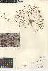  (Eriogonum thomasii - CCDB-24949-F01)  @11 [ ] CreativeCommons - Attribution Non-Commercial Share-Alike (2015) SDNHM San Diego Natural History Museum