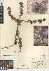  (Purshia tridentata var. glandulosa - CCDB-24950-A06)  @11 [ ] CreativeCommons - Attribution Non-Commercial Share-Alike (2015) SDNHM San Diego Natural History Museum