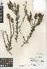 (Adenostoma fasciculatum var. obtusifolium - CCDB-24950-B01)  @11 [ ] CreativeCommons - Attribution Non-Commercial Share-Alike (2015) SDNHM San Diego Natural History Museum