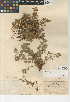  (Potentilla saxosa - CCDB-24950-B04)  @11 [ ] CreativeCommons - Attribution Non-Commercial Share-Alike (2015) SDNHM San Diego Natural History Museum