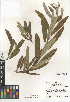  (Salix lasiolepis - CCDB-24950-D12)  @11 [ ] CreativeCommons - Attribution Non-Commercial Share-Alike (2015) SDNHM San Diego Natural History Museum