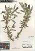  (Salix laevigata - CCDB-24950-F12)  @11 [ ] CreativeCommons - Attribution Non-Commercial Share-Alike (2015) SDNHM San Diego Natural History Museum