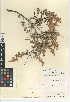  (Holodiscus discolor var. microphyllus - CCDB-24950-G04)  @11 [ ] CreativeCommons - Attribution Non-Commercial Share-Alike (2015) SDNHM San Diego Natural History Museum