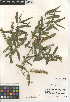  (Salix gooddingii - CCDB-24950-G12)  @11 [ ] CreativeCommons - Attribution Non-Commercial Share-Alike (2015) SDNHM San Diego Natural History Museum
