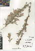  (Salix exigua - CCDB-24950-H12)  @11 [ ] CreativeCommons - Attribution Non-Commercial Share-Alike (2015) SDNHM San Diego Natural History Museum