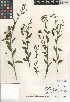  (Solanum parishii - CCDB-24951-A08)  @11 [ ] CreativeCommons - Attribution Non-Commercial Share-Alike (2015) SDNHM San Diego Natural History Museum