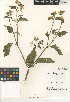  ( - CCDB-24951-F08)  @11 [ ] CreativeCommons - Attribution Non-Commercial Share-Alike (2015) SDNHM San Diego Natural History Museum