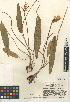  ( - CCDB-24952-B11)  @11 [ ] CreativeCommons - Attribution Non-Commercial Share-Alike (2015) SDNHM San Diego Natural History Museum