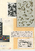  (Spirodela - CCDB-24952-D12)  @11 [ ] CreativeCommons - Attribution Non-Commercial Share-Alike (2015) SDNHM San Diego Natural History Museum