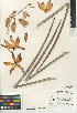  (Hesperoyucca - CCDB-24952-G09)  @11 [ ] CreativeCommons - Attribution Non-Commercial Share-Alike (2015) SDNHM San Diego Natural History Museum