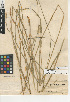  ( - CCDB-24953-B03)  @11 [ ] CreativeCommons - Attribution Non-Commercial Share-Alike (2015) SDNHM San Diego Natural History Museum