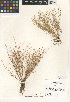  (Juncus bufonius var. occidentalis - CCDB-24953-B11)  @11 [ ] CreativeCommons - Attribution Non-Commercial Share-Alike (2015) SDNHM San Diego Natural History Museum