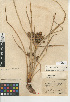  ( - CCDB-24953-C05)  @11 [ ] CreativeCommons - Attribution Non-Commercial Share-Alike (2015) SDNHM San Diego Natural History Museum