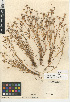  (Juncus bufonius var. congestus - CCDB-24953-C11)  @11 [ ] CreativeCommons - Attribution Non-Commercial Share-Alike (2015) SDNHM San Diego Natural History Museum