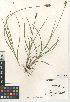  ( - CCDB-24953-D04)  @11 [ ] CreativeCommons - Attribution Non-Commercial Share-Alike (2015) SDNHM San Diego Natural History Museum