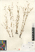  (Juncus bufonius var. bufonius - CCDB-24953-D11)  @11 [ ] CreativeCommons - Attribution Non-Commercial Share-Alike (2015) SDNHM San Diego Natural History Museum