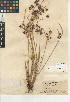  ( - CCDB-24953-E05)  @11 [ ] CreativeCommons - Attribution Non-Commercial Share-Alike (2015) SDNHM San Diego Natural History Museum