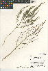  (Asparagus officinalis subsp. officinalis - CCDB-24953-F02)  @11 [ ] CreativeCommons - Attribution Non-Commercial Share-Alike (2015) SDNHM San Diego Natural History Museum