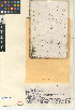  (Lemnoideae - CCDB-24953-G01)  @11 [ ] CreativeCommons - Attribution Non-Commercial Share-Alike (2015) SDNHM San Diego Natural History Museum