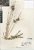  (Bolboschoenus maritimus - CCDB-24953-G03)  @11 [ ] CreativeCommons - Attribution Non-Commercial Share-Alike (2015) SDNHM San Diego Natural History Museum