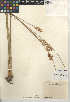  (Juncus effusus subsp. austrocalifornicus - CCDB-24953-G12)  @11 [ ] CreativeCommons - Attribution Non-Commercial Share-Alike (2015) SDNHM San Diego Natural History Museum