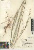  (Bromus carinatus - CCDB-24954-A10)  @11 [ ] CreativeCommons - Attribution Non-Commercial Share-Alike (2015) SDNHM San Diego Natural History Museum