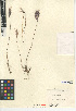  (Bromus rubens - CCDB-24954-A11)  @11 [ ] CreativeCommons - Attribution Non-Commercial Share-Alike (2015) SDNHM San Diego Natural History Museum