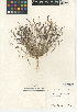  (Bouteloua barbata var. barbata - CCDB-24954-B09)  @11 [ ] CreativeCommons - Attribution Non-Commercial Share-Alike (2015) SDNHM San Diego Natural History Museum
