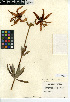  (Lilium humboldtii subsp. ocellatum - CCDB-24954-C03)  @11 [ ] CreativeCommons - Attribution Non-Commercial Share-Alike (2015) SDNHM San Diego Natural History Museum