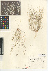  (Bouteloua aristidoides - CCDB-24954-C09)  @11 [ ] CreativeCommons - Attribution Non-Commercial Share-Alike (2015) SDNHM San Diego Natural History Museum
