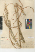  (Bromus arizonicus - CCDB-24954-C10)  @11 [ ] CreativeCommons - Attribution Non-Commercial Share-Alike (2015) SDNHM San Diego Natural History Museum