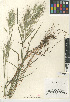  (Bromus madritensis - CCDB-24954-C11)  @11 [ ] CreativeCommons - Attribution Non-Commercial Share-Alike (2015) SDNHM San Diego Natural History Museum