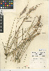  (Melinis repens subsp. repens - CCDB-24955-A11)  @11 [ ] CreativeCommons - Attribution Non-Commercial Share-Alike (2015) SDNHM San Diego Natural History Museum