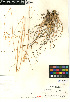  ( - CCDB-24955-C02)  @11 [ ] CreativeCommons - Attribution Non-Commercial Share-Alike (2015) SDNHM San Diego Natural History Museum