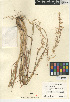  ( - CCDB-24955-C04)  @11 [ ] CreativeCommons - Attribution Non-Commercial Share-Alike (2015) SDNHM San Diego Natural History Museum