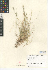  ( - CCDB-24955-F12)  @11 [ ] CreativeCommons - Attribution Non-Commercial Share-Alike (2015) SDNHM San Diego Natural History Museum