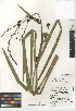  (Sparganium eurycarpum var. eurycarpum - CCDB-24956-B12)  @11 [ ] CreativeCommons - Attribution Non-Commercial Share-Alike (2015) SDNHM San Diego Natural History Museum